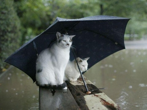 ☔雨の日セール